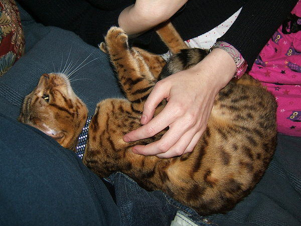 Do You Agree That Bengal Cats Should Be Banned Catster