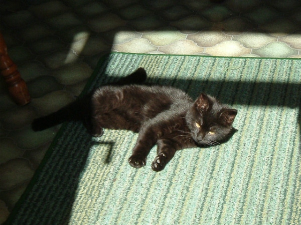 CEREBELLAR HYPOPLASIA IN CATS The Catnip Times