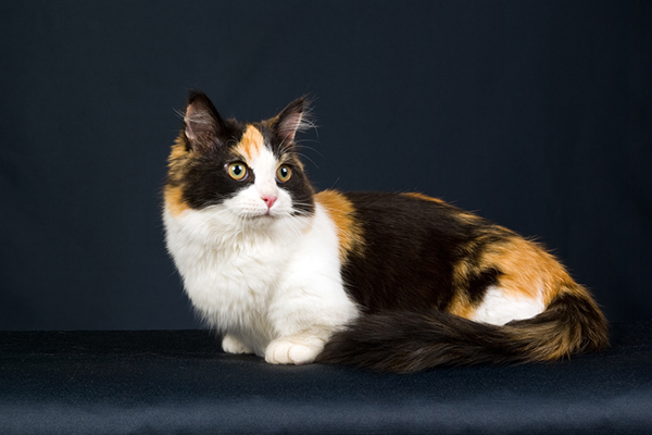 A munchkin calico cat.