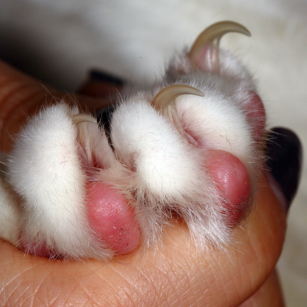 Cats - PAWS