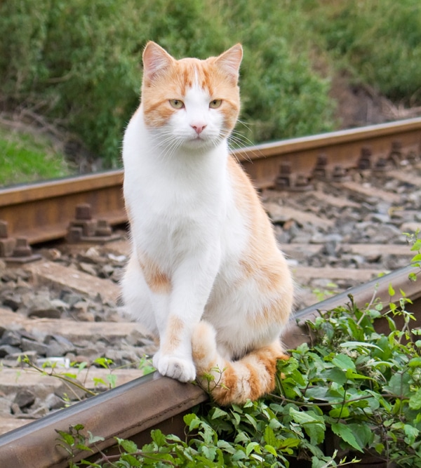 Would You Bring Your Cat on a Train Trip? Catster