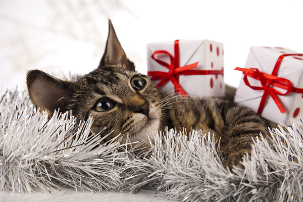 How to Make It Work When Your Kids Want a Cat for Christmas - Catster