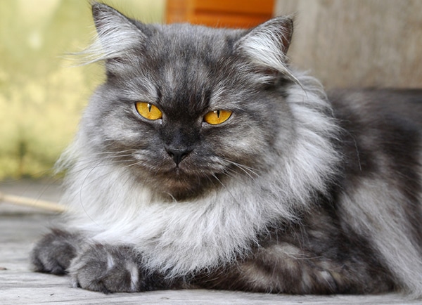 Get to Know the Persian: The Original Feline Nobility ...