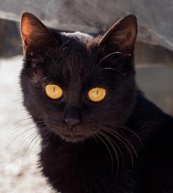 black kitten with orange eyes