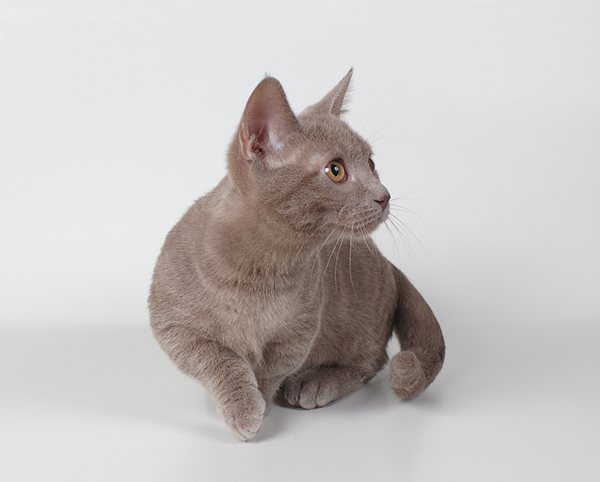 Get to Know the Munchkin: Short on Height But Long on Fun - Catster