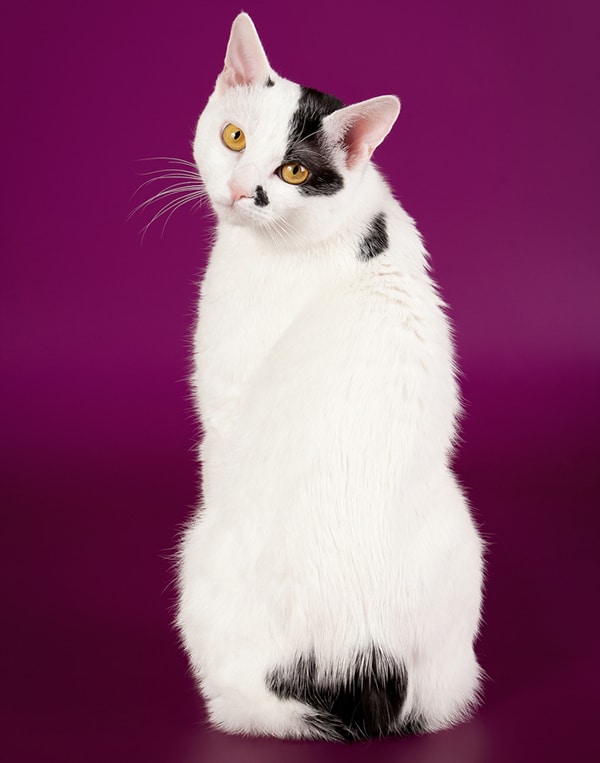 Get to Know the Japanese Bobtail The Original “Lucky Cat” Catster