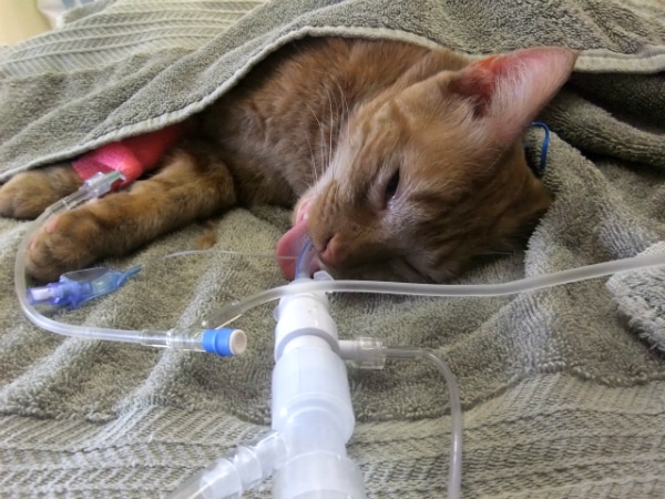 Would You Let Your Cat Donate Blood Catster