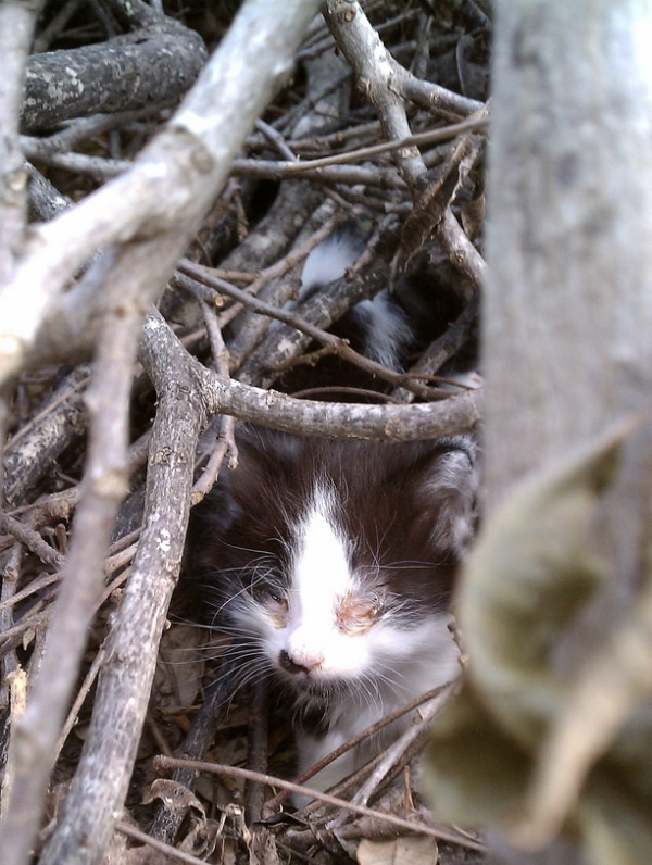 abandoned newborn kitten