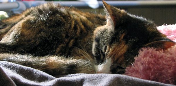 The 5 Stages of Feline Urinary Tract Blockage Catster