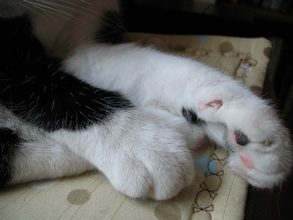 furry kitty paws