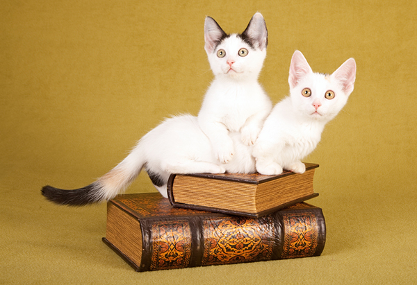 Get To Know The Munchkin Short On Height But Long On Fun Catster