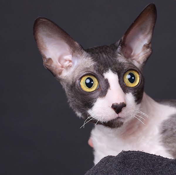 cornish rex cats ears