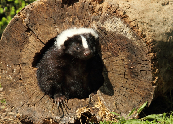 Four Ways to Keep Cats Safe From Skunks - Catster