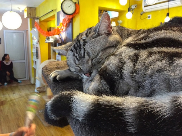 A Cat Cafe Is Brewing in Seattle Catster A Cat Cafe Is Brewing in Seattle Catster