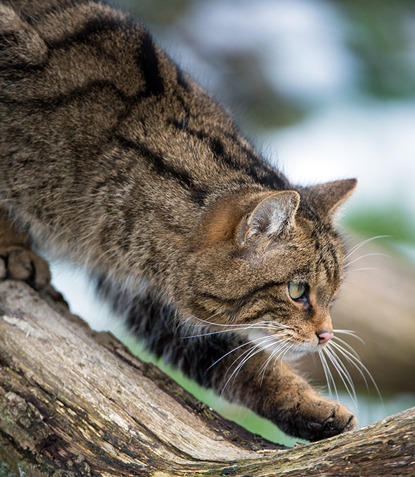 Get to Know the Scottish Wildcat The Highland Spirit Incarnate Catster