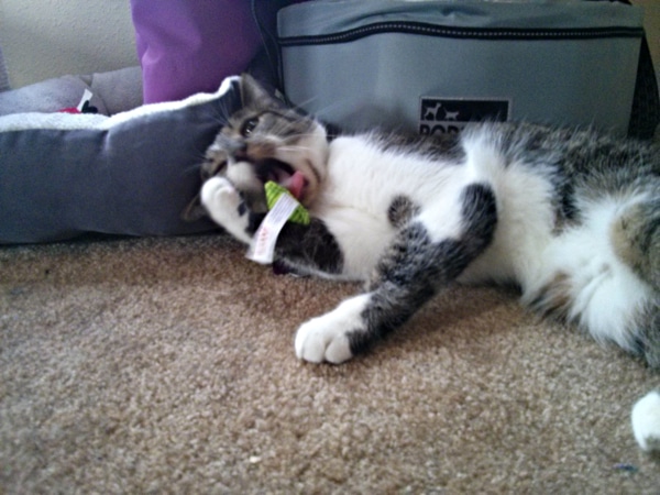 A cat chewing on a cat toy. 