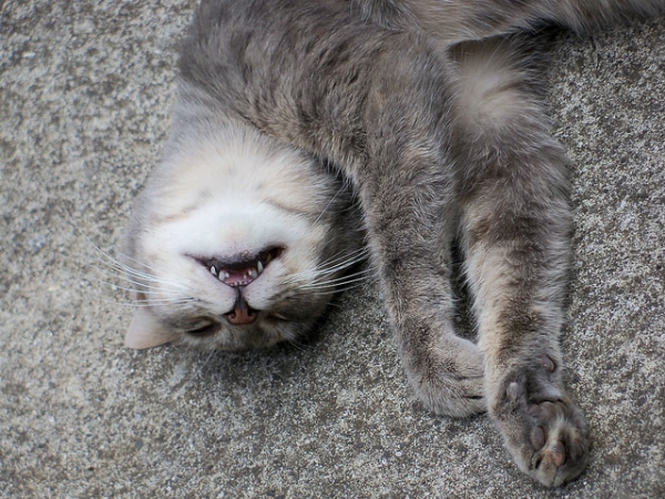 cat not eating due to stress