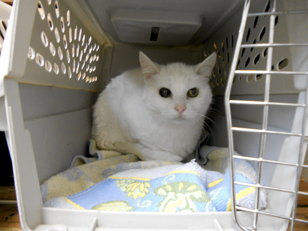 600-white-cat-in-carrier.jpg