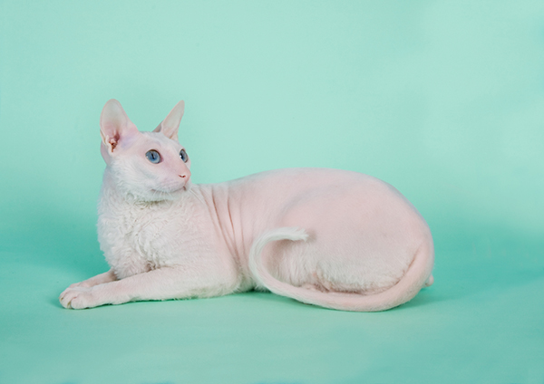 cornish rex temperament