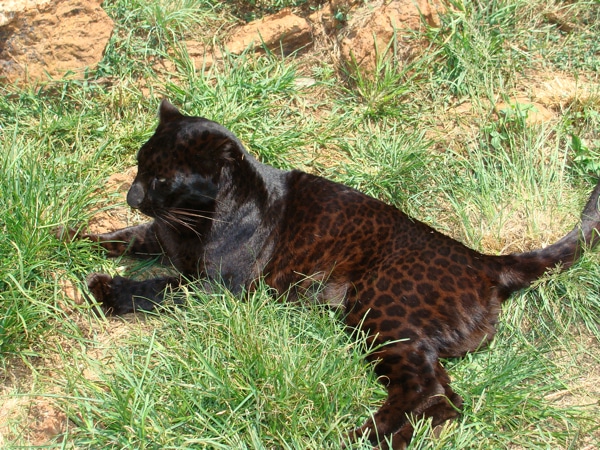 black cat with tabby stripes