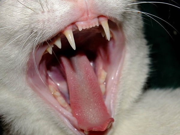 Cat Teeth Chart