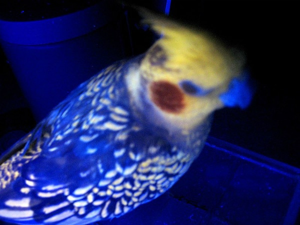 Nimfa papagj UV-fnyben