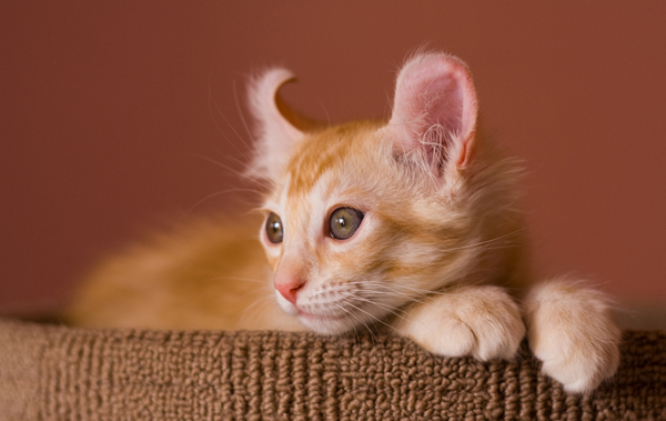 An orange tabby cat listening. 