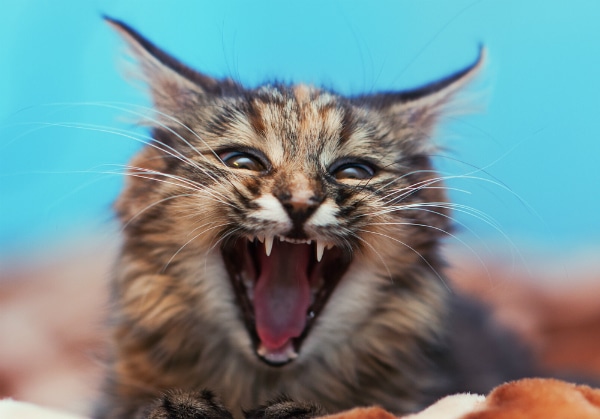 Angry Cat at the Vet  Fractious Cat Restraint 