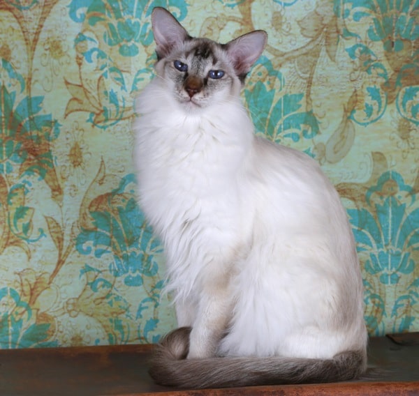 Cat Genetics: Facts on 6 Unusual Coat Colors and Patterns - Catster