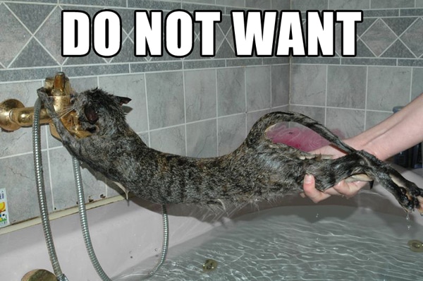 Let’s Talk Have You Ever Tried to Give Your Cat a Bath? Catster