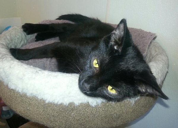 Where Is Having Black Cat Bad Luck Where Is Having Black Cat Bad Luck