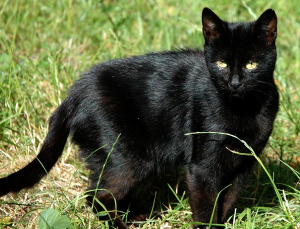 Cambios de piel de gato