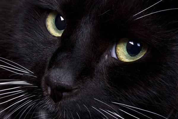 4 Cool Facts About Cat Noses - Catster