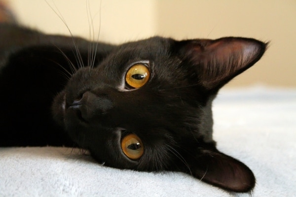 https://www.catster.com/wp-content/uploads/2015/06/600px-black-cat.jpg