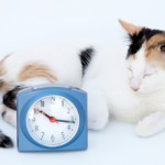 A cat and a clock.