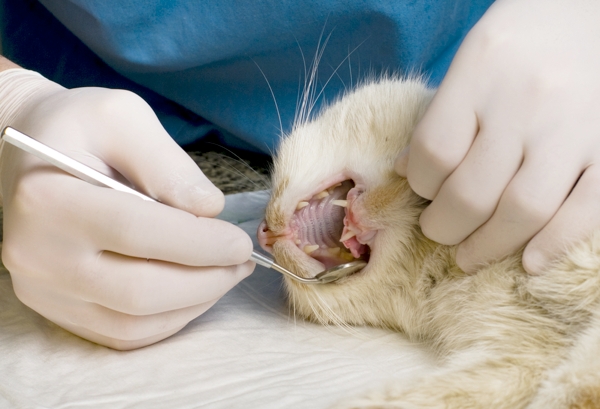5 Fascinating Facts About Your Cat’s Teeth Catster