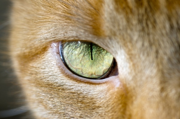 cat eye pupil disorders cat eye pupil disorders