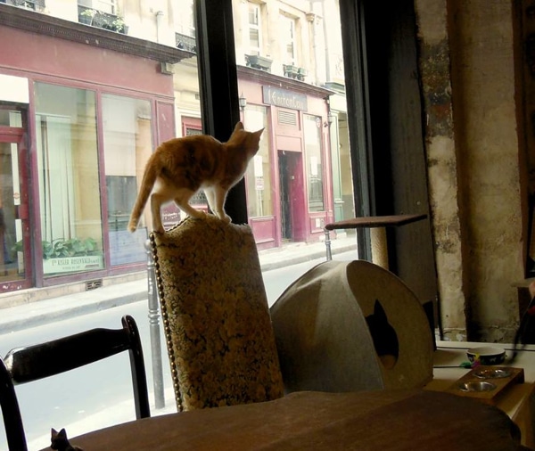 Another Cat Cafe Is Coming to San Francisco Catster