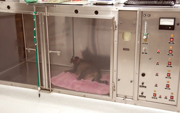 kitten incubator with oxygen kitten incubator with oxygen