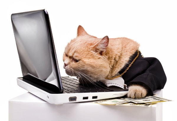 Do Cats Have To File Income Tax Returns Catster