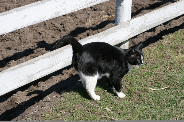 male cat marking in house