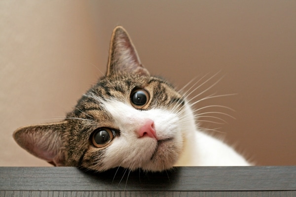 meaning of cat eye pupil meaning of cat eye pupil