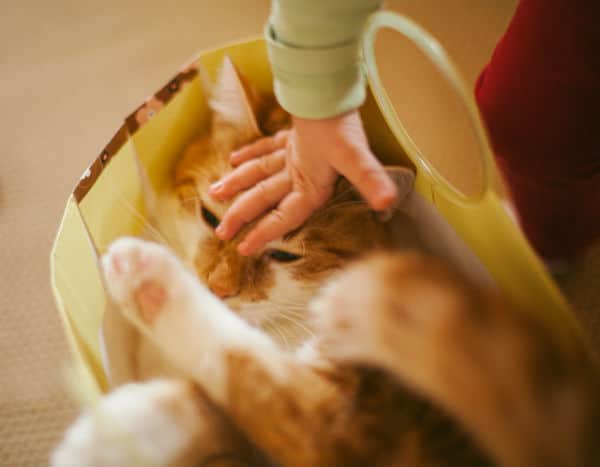 An orange cat being provoked.
