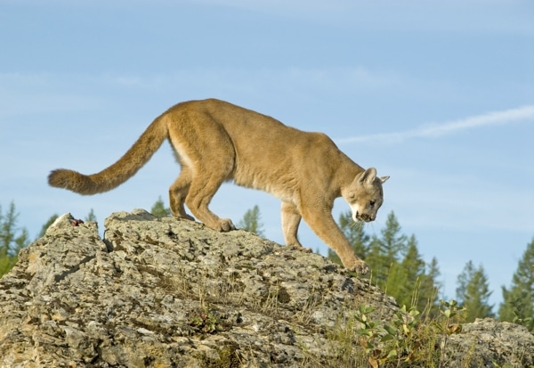 Man Mistakes Maine Coon Cat For A Cougar Catster