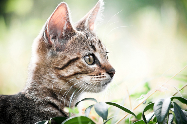 A brown tabby cat with his ears perked up.