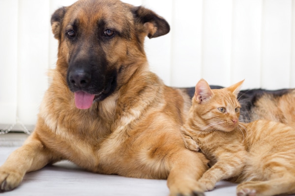 what type of dogs get along with cats