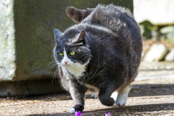 Overweight Cats, Obesity in Cats, Prevalence, Health Risks, Best Food