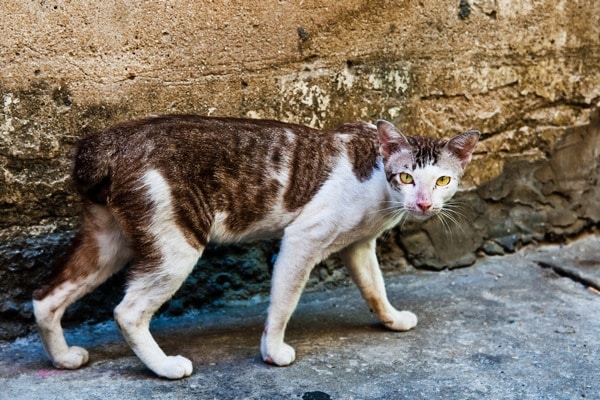 facts about stray cats