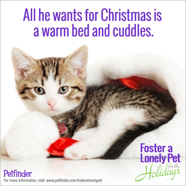 7 Cat Causes That Deserve Your Donations This Holiday Season - Catster
