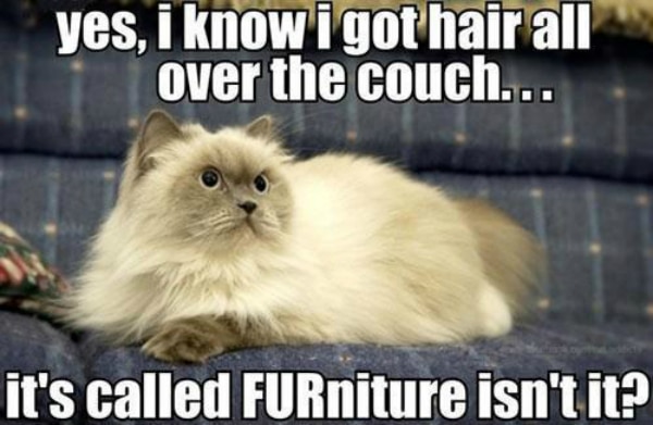600px-fur-niture.jpg